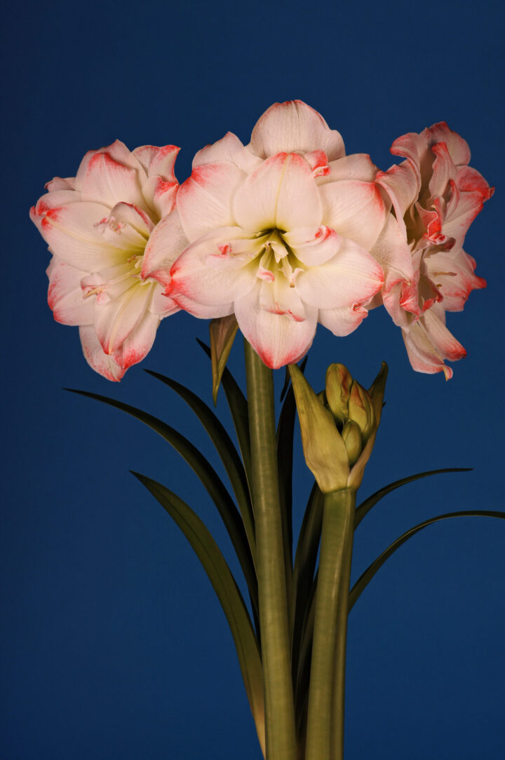 Amaryllis Striped Amadeus