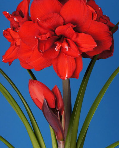 Amaryllis Double King
