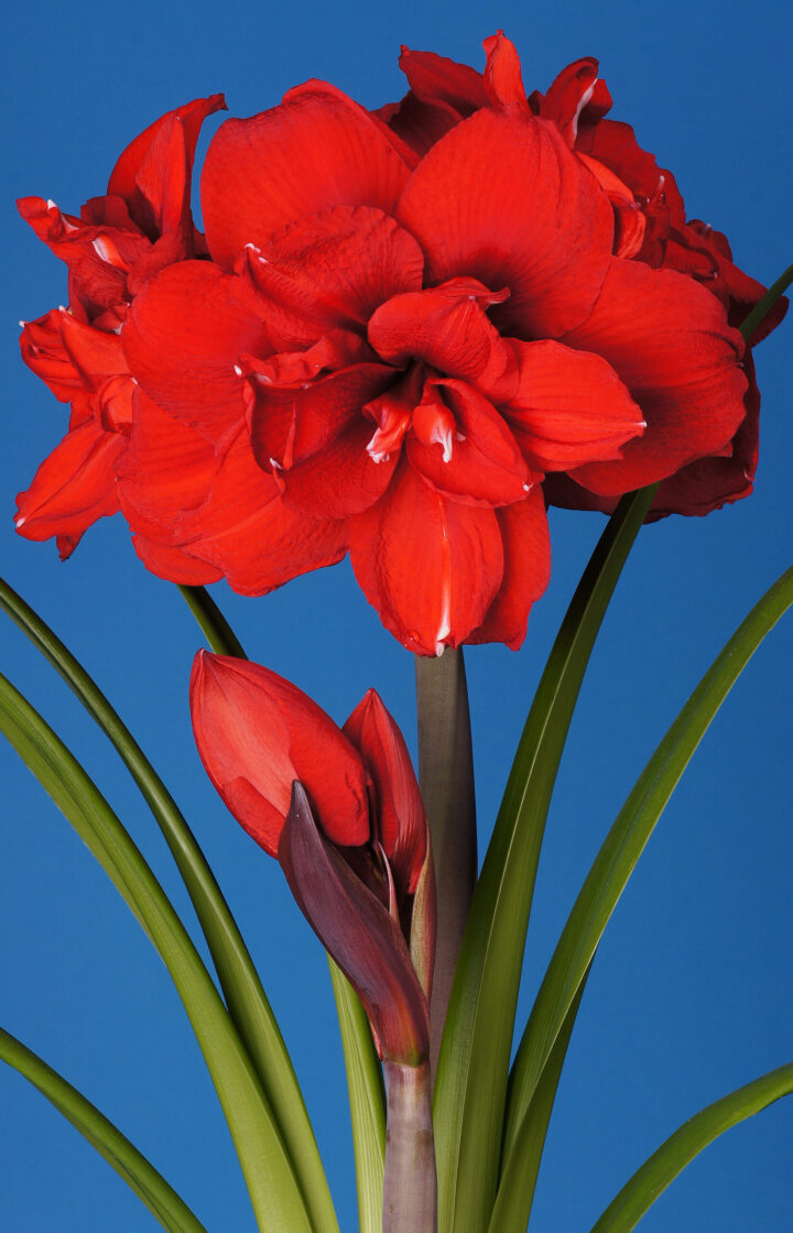 Amaryllis Double King