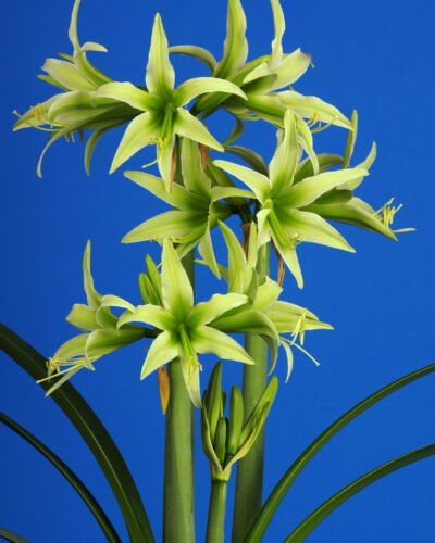 Amaryllis Evergreen