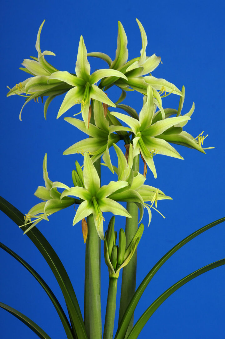 Amaryllis Evergreen