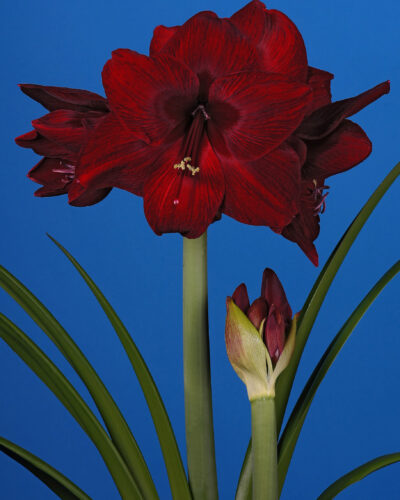 Amaryllis Red Pearl