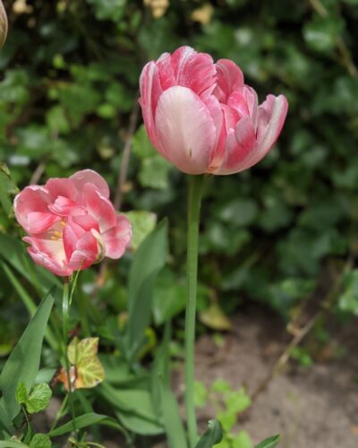 Tulp Cartouche