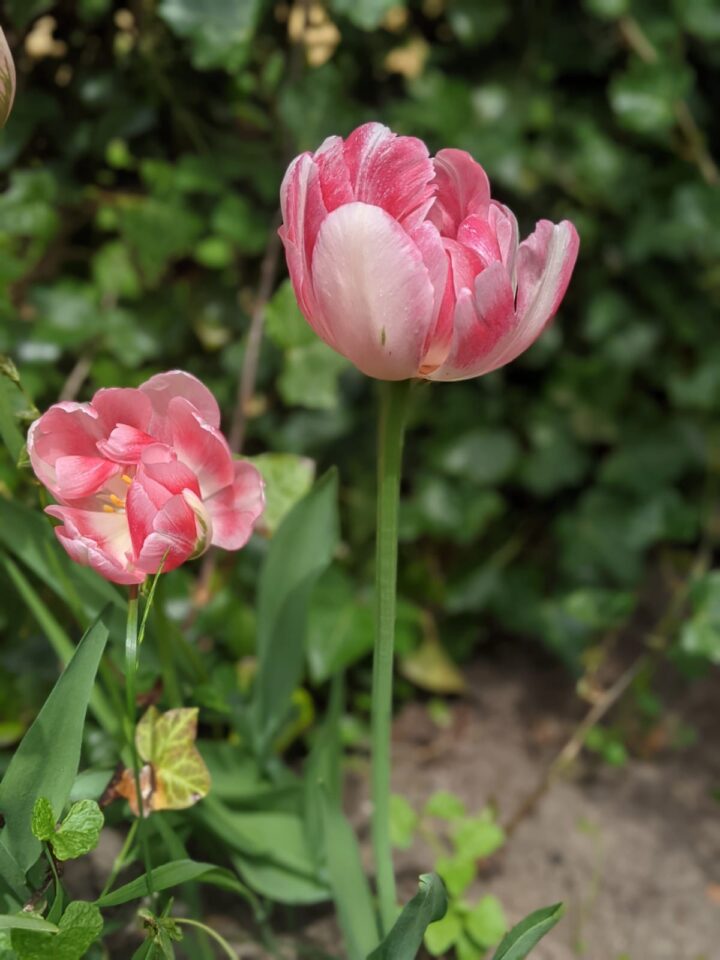 Tulp Cartouche