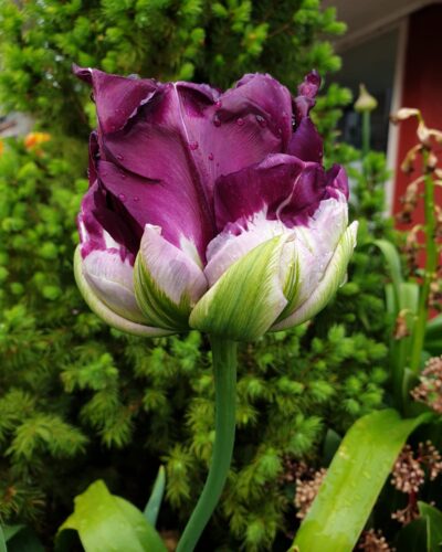 Tulp Wow