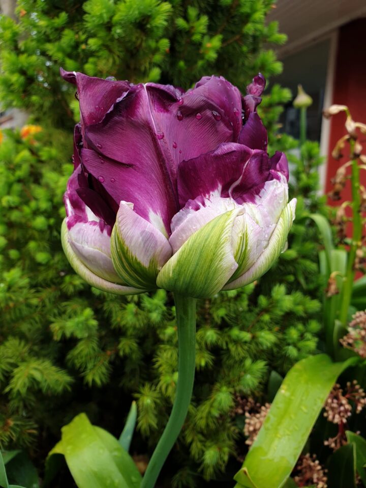 Tulp Wow