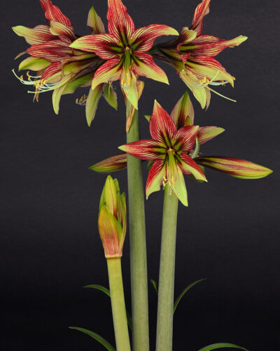 Amaryllis Mystica