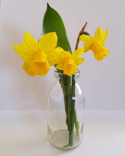 Narcis Tete a Tete
