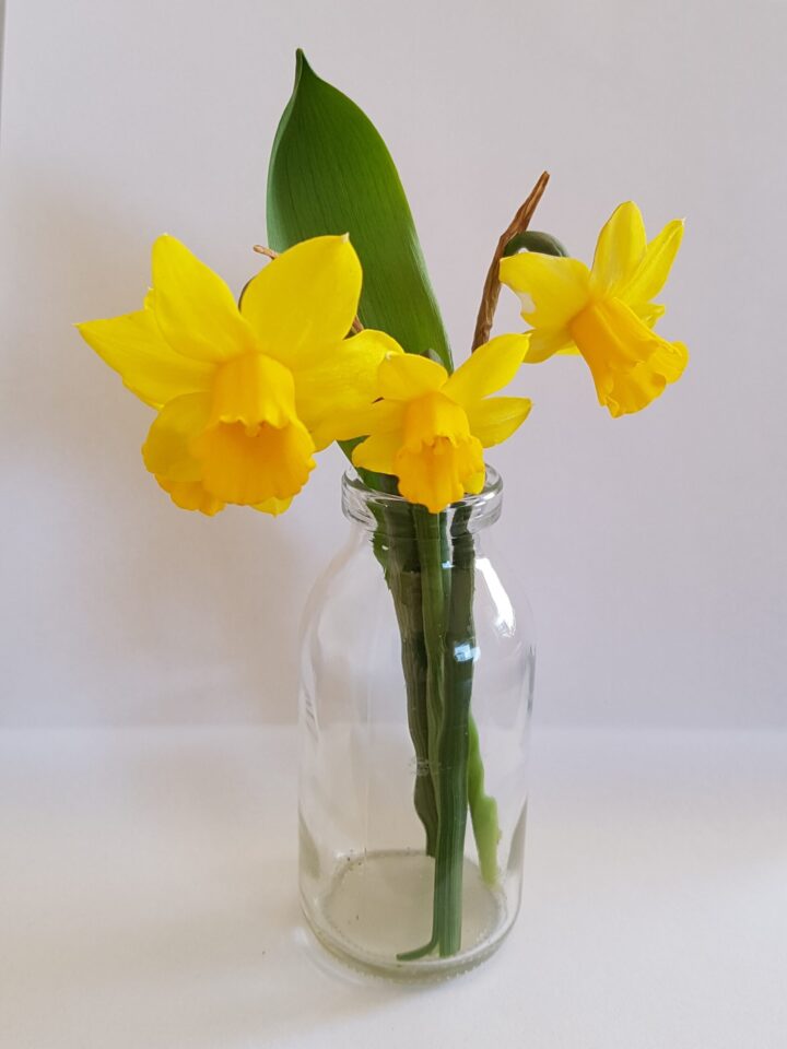 Narcis Tete a Tete