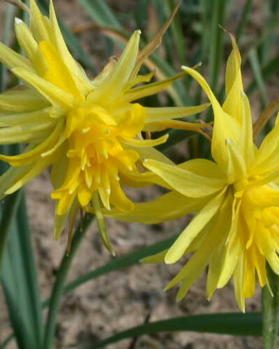 Narcis Rip van Winkle
