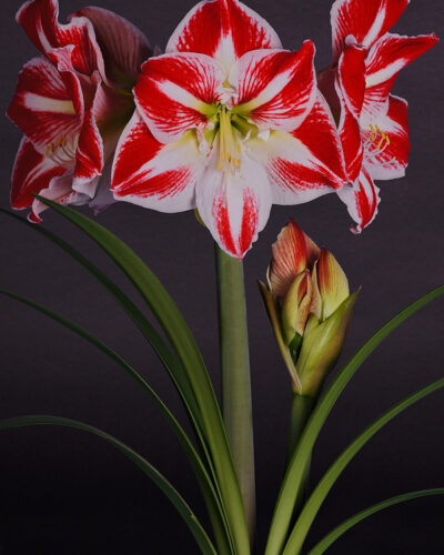 Amaryllis Monte Carlo