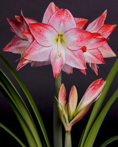 Amaryllis Spotlight