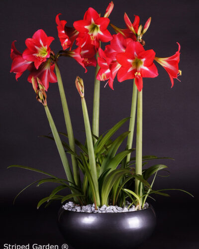 Amaryllis Striped Garden