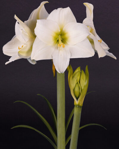 Amaryllis White Queen