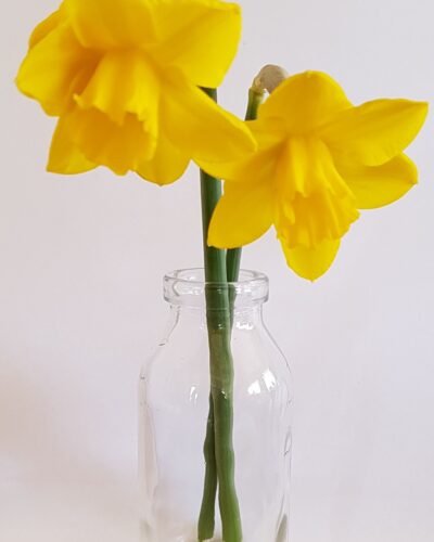 Narcis Quail