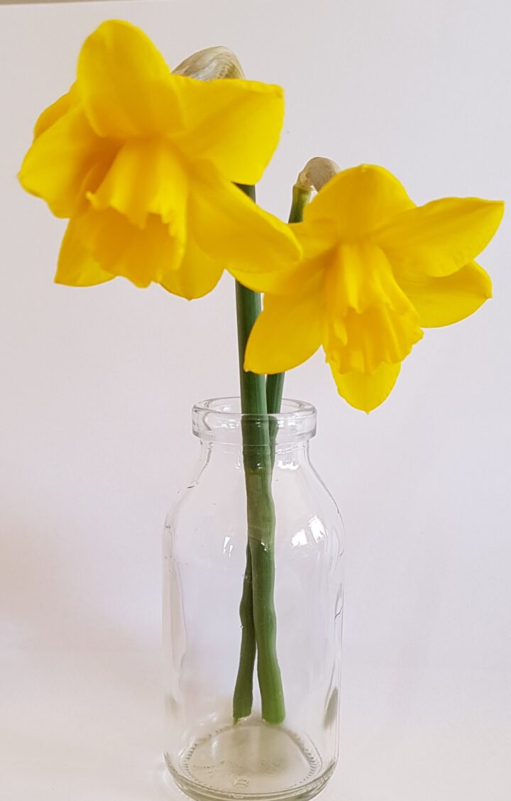 Narcis Quail