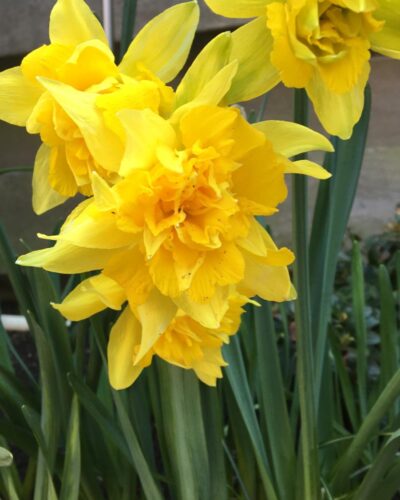 Narcis van Sion