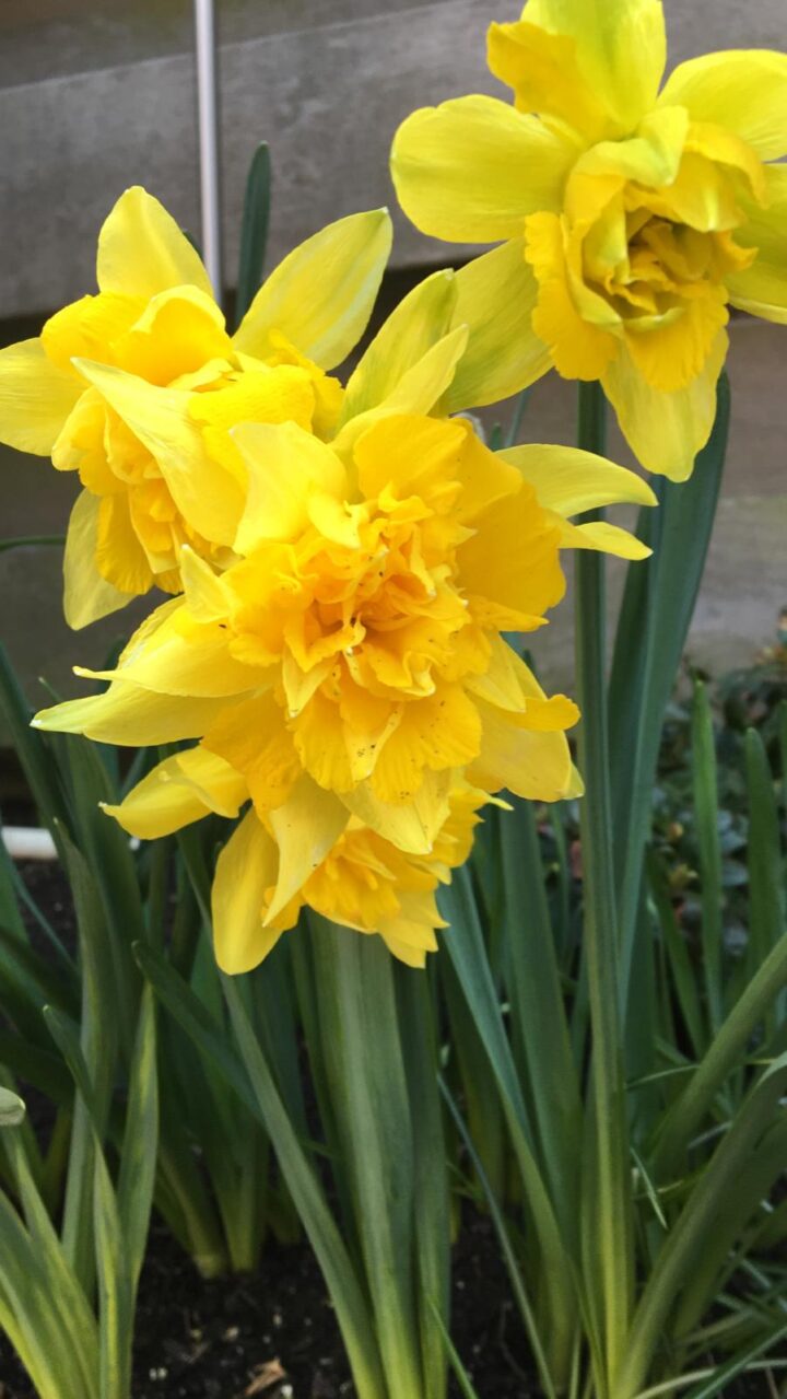 Narcis van Sion