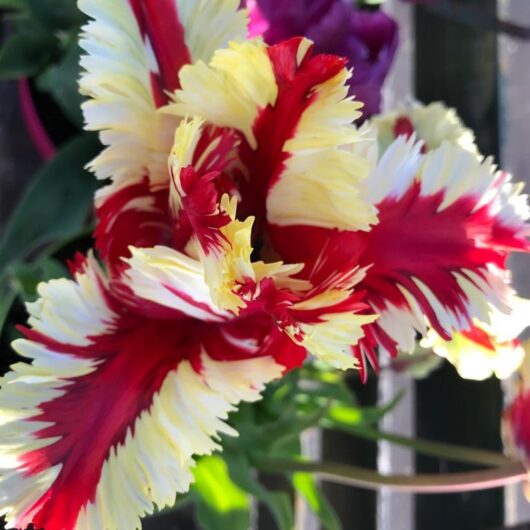 tulp Estella Rijnveld