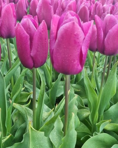 tulp Purple prince