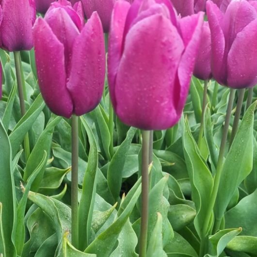 tulp Purple prince