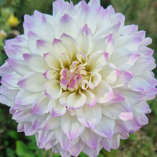 Dahlia Hapet Blue Eyes