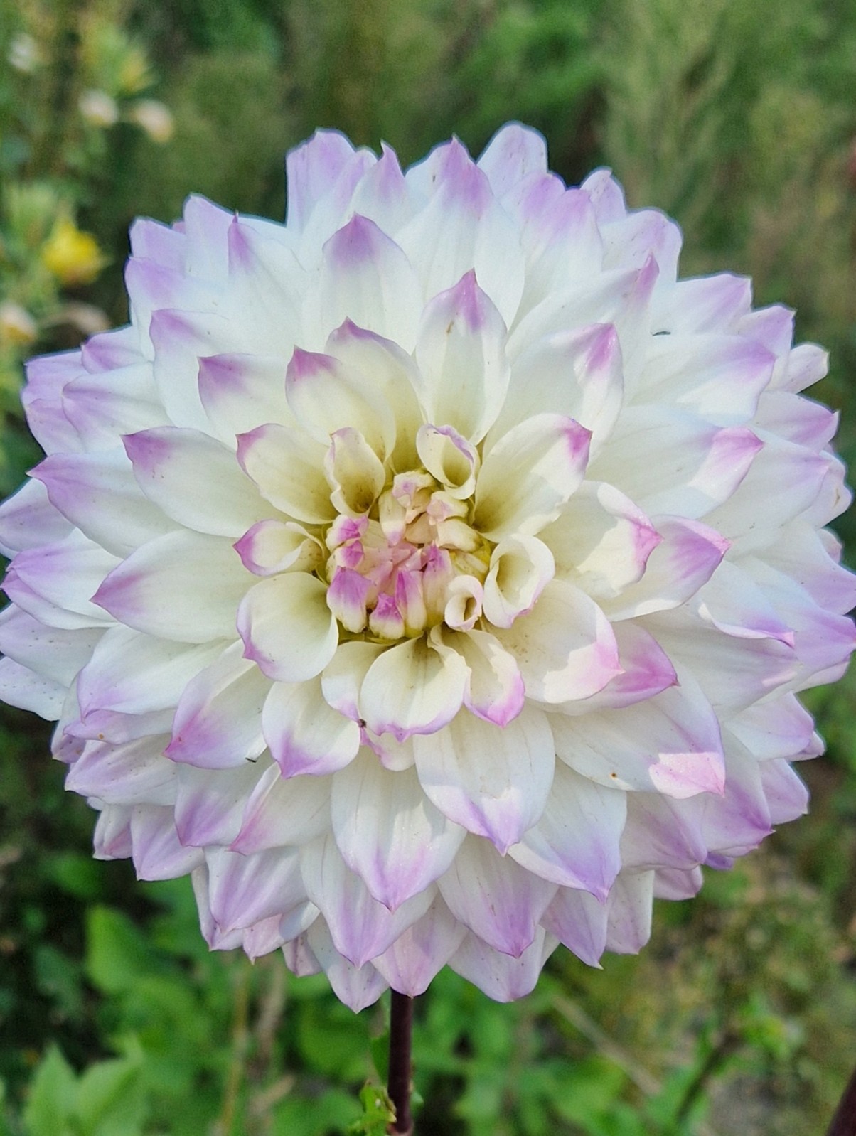 Dahlia Hapet Blue Eyes