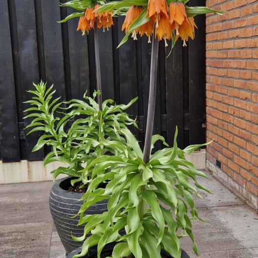 Fritillaria-Aurora