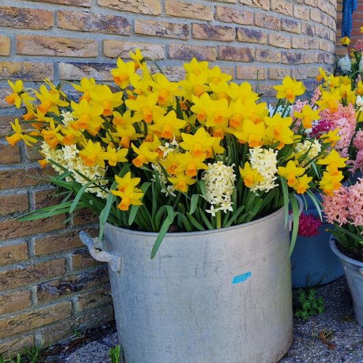 Narcis-Jetfire