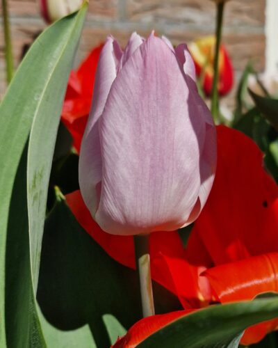tulp Candy Prince