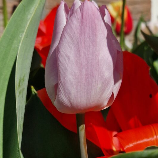 tulp Candy Prince