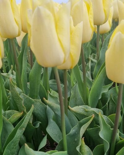 Tulp Sunny prince
