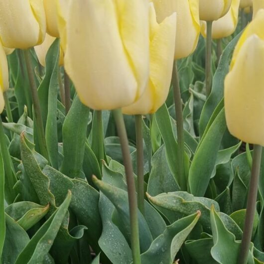 Tulp Sunny prince