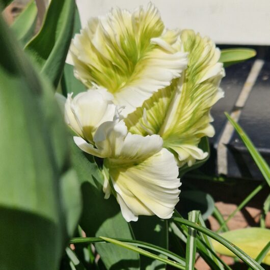 Tulp-Super-Parrot
