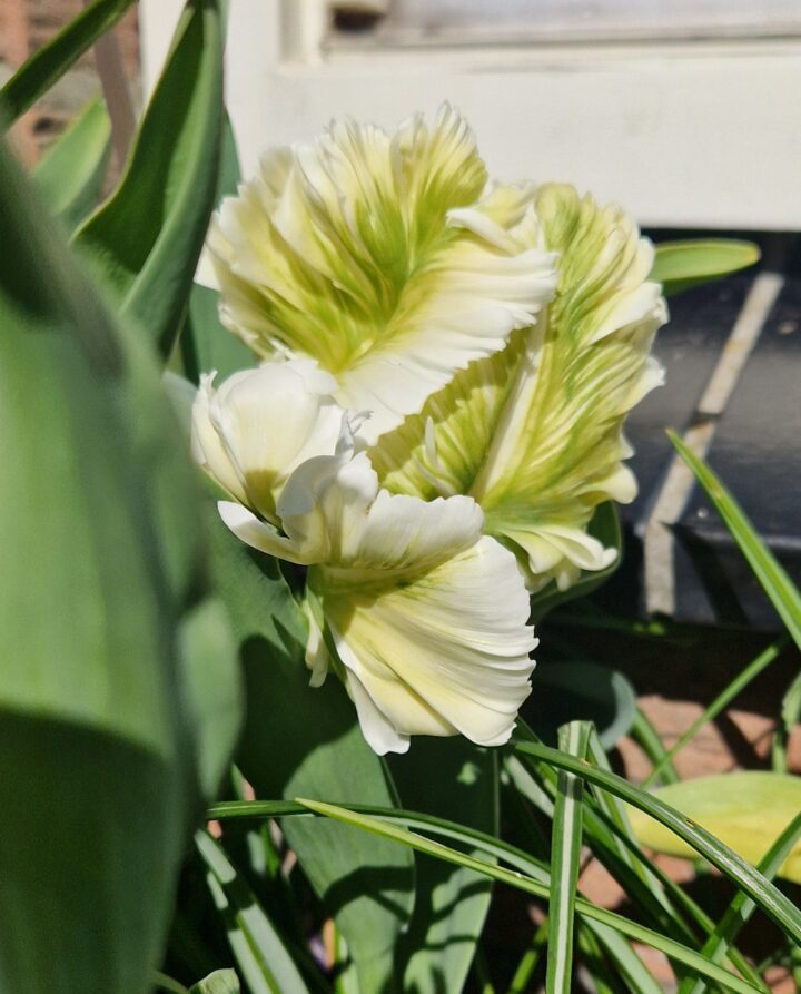 Tulp-Super-Parrot