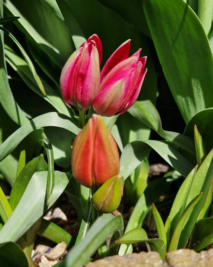 Tulp-Little-Beauty
